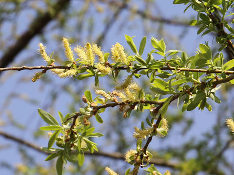 Salix serissifolia