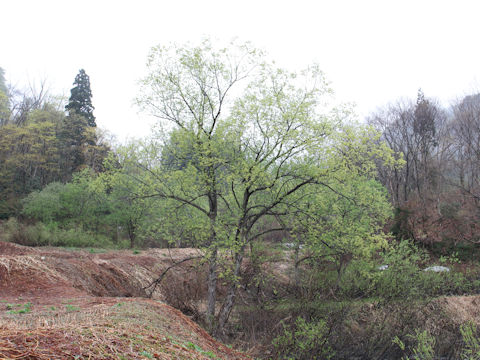 Salix serissifolia