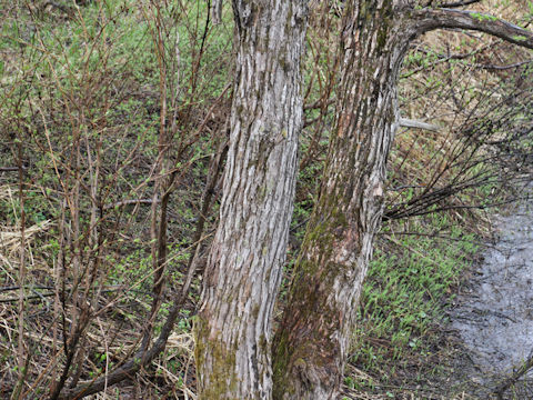 Salix serissifolia