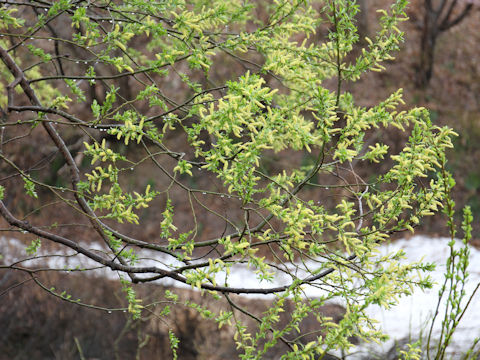 Salix serissifolia