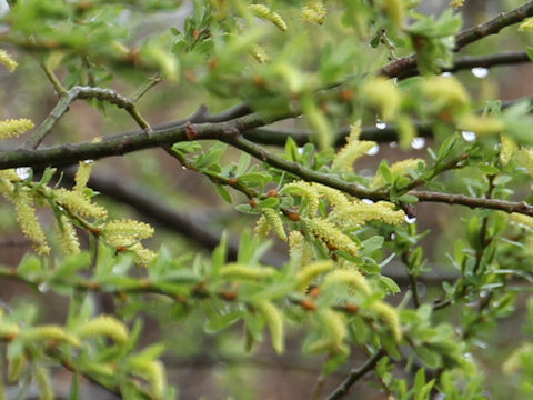 Salix serissifolia