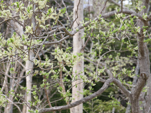 Salix serissifolia