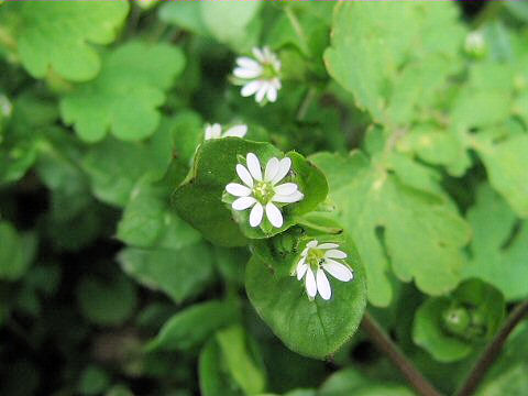 Stellaria media