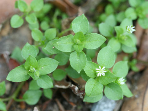 Stellaria media