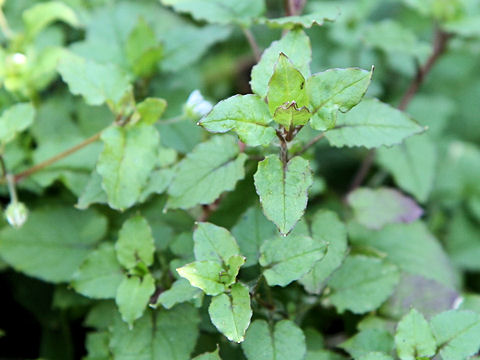 Stellaria media