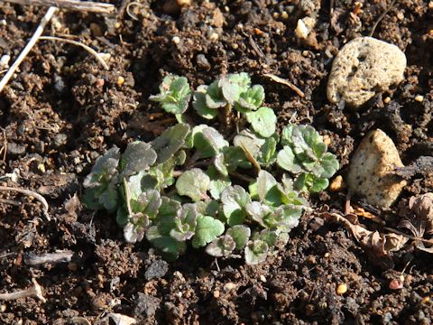 Stellaria media