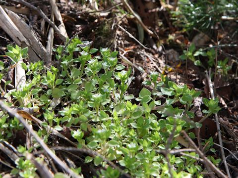 Stellaria media