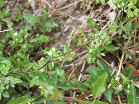 Stellaria media