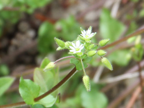 Stellaria media