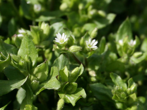 Stellaria media