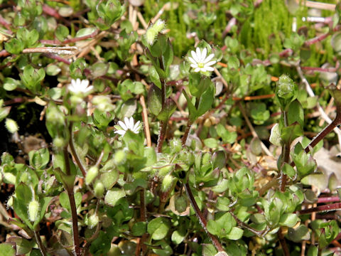 Stellaria media