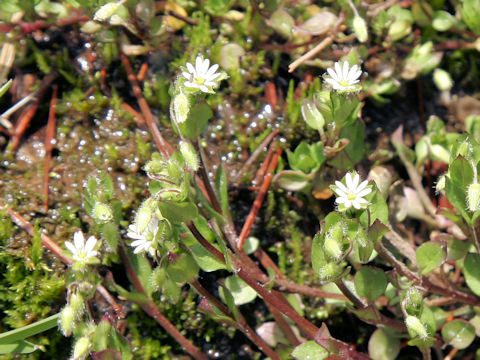 Stellaria media