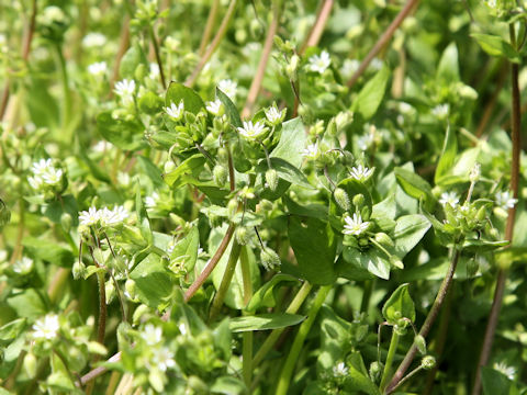 Stellaria media