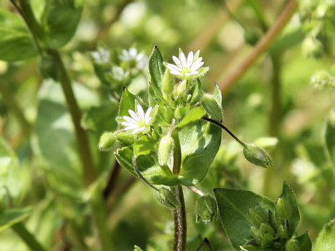 Stellaria media