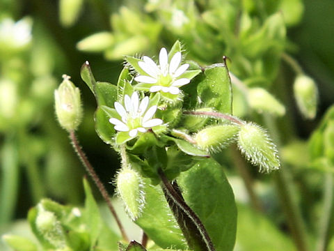 Stellaria media