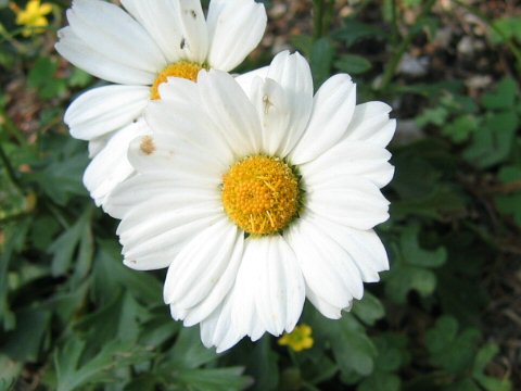 Chrysanthemum arcticum ssp. maekawanum