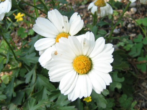 Chrysanthemum arcticum ssp. maekawanum