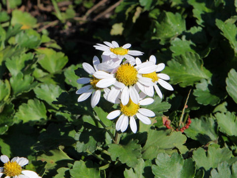 Chrysanthemum arcticum ssp. maekawanum