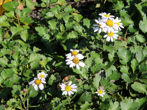 Chrysanthemum arcticum ssp. maekawanum