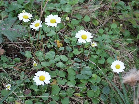 Chrysanthemum arcticum ssp. maekawanum