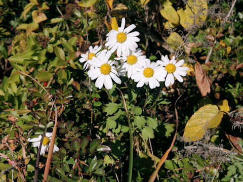 Chrysanthemum arcticum ssp. maekawanum