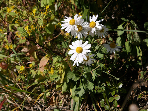 Chrysanthemum arcticum ssp. maekawanum