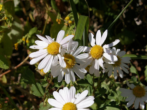 Chrysanthemum arcticum ssp. maekawanum