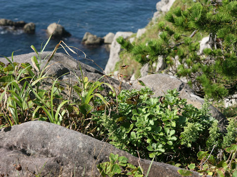 Chrysanthemum arcticum ssp. maekawanum