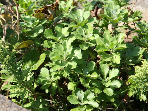 Chrysanthemum arcticum ssp. maekawanum