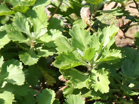 Chrysanthemum arcticum ssp. maekawanum