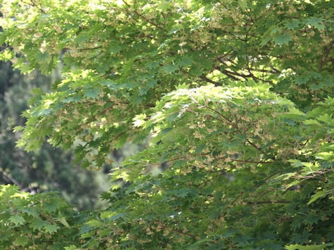 Acer sieboldianum