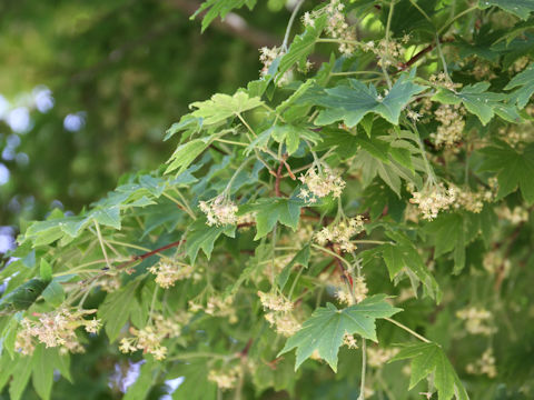 Acer sieboldianum