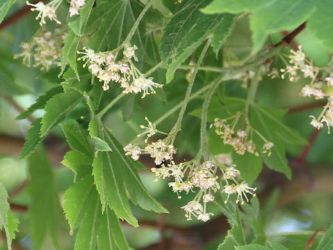 Acer sieboldianum