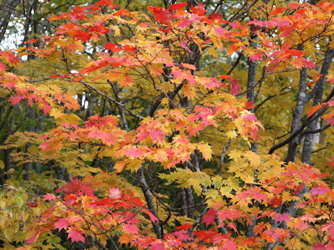 Acer sieboldianum