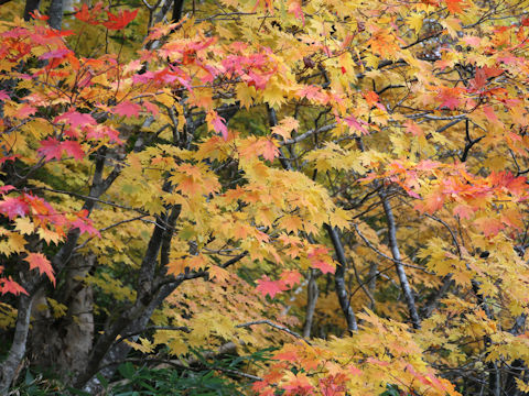 Acer sieboldianum