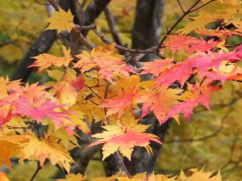 Acer sieboldianum