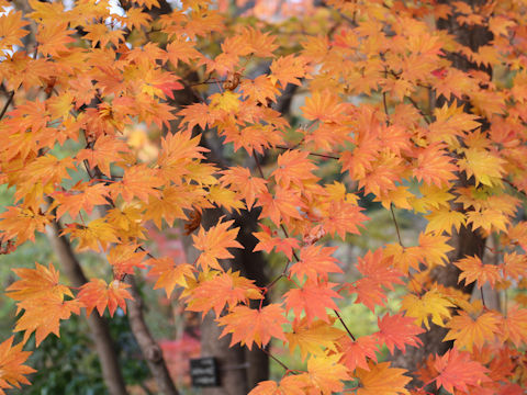 Acer sieboldianum