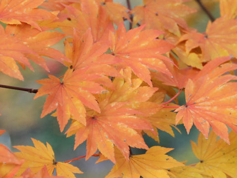 Acer sieboldianum