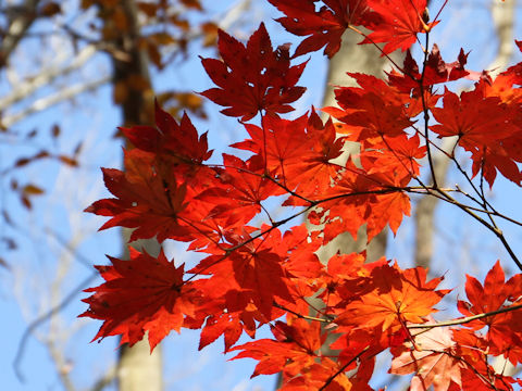 Acer sieboldianum