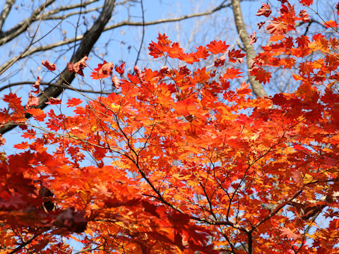 Acer sieboldianum