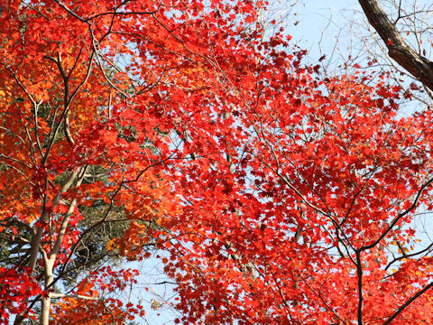 Acer sieboldianum