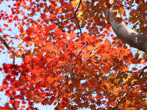 Acer sieboldianum