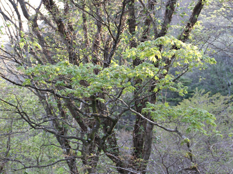 Acer sieboldianum