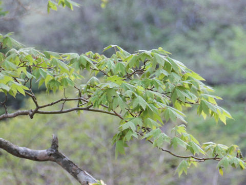 Acer sieboldianum