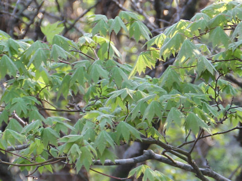 Acer sieboldianum