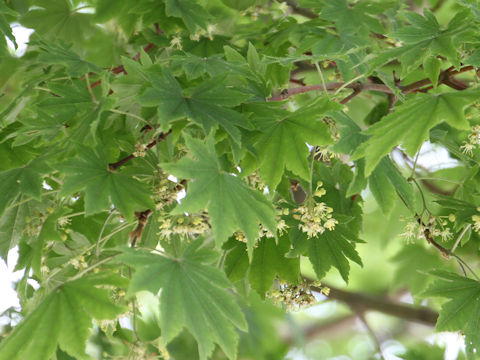 Acer sieboldianum