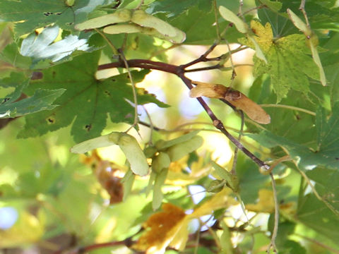 Acer sieboldianum