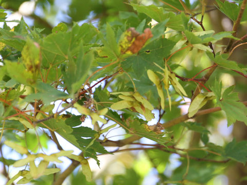 Acer sieboldianum