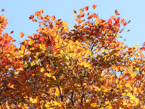 Acer sieboldianum