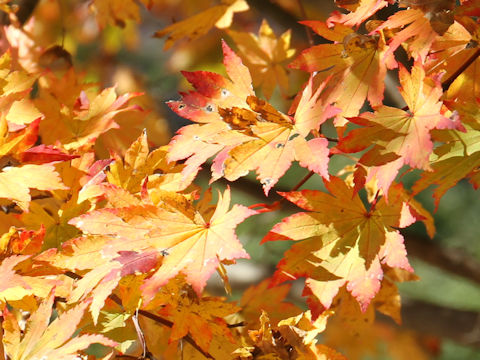 Acer sieboldianum